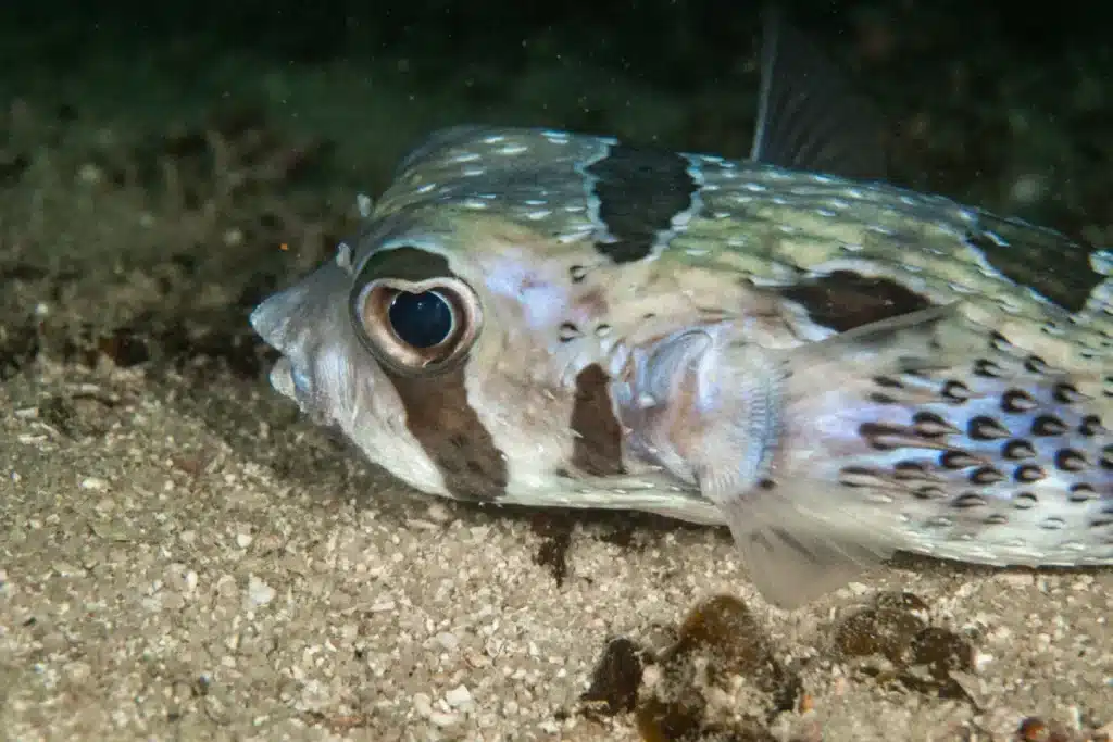 La Grèce paie les pêcheurs 5,33 € par kilo pour chaque poisson toxique capturé : la chasse est lancée