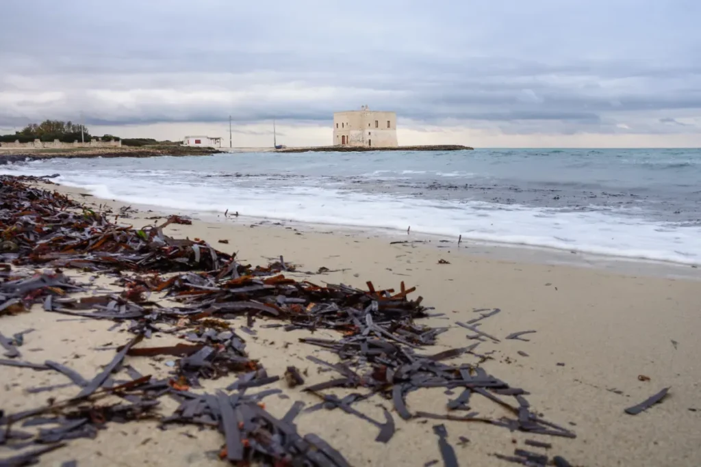 Ces banquettes brunes que les communes retirent pour séduire les touristes protégeaient leurs plages : les conséquences sont catastrophiques