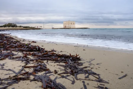 Ces banquettes brunes que les communes retirent pour séduire les touristes protégeaient leurs plages : les conséquences sont catastrophiques