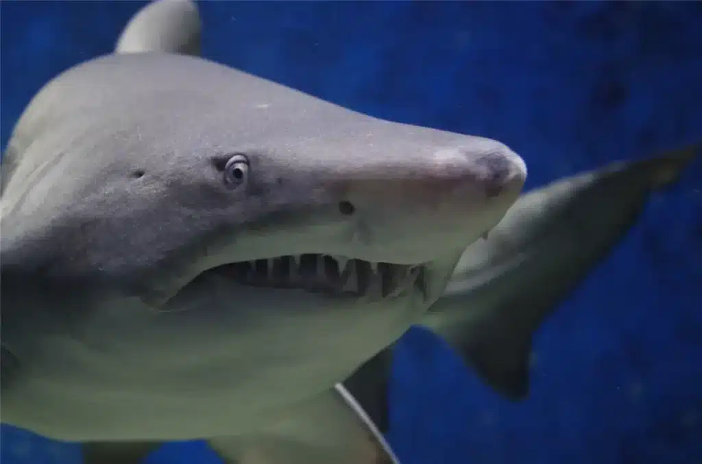 Ce requin a 125 millions d'années et vient d'être filmé vivant pour la première fois : les océanologues n'en reviennent pas
