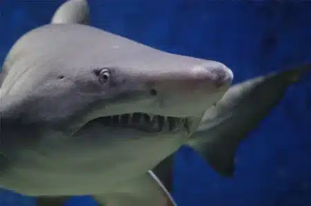 Ce requin a 125 millions d'années et vient d'être filmé vivant pour la première fois : les océanologues n'en reviennent pas