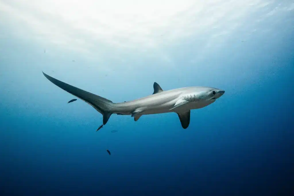 Requins : la carte officielle que les offices de tourisme préfèrent ne pas afficher, votre plage préférée y figure peut-être