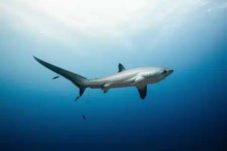 Requins : la carte officielle que les offices de tourisme préfèrent ne pas afficher, votre plage préférée y figure peut-être