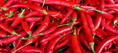 Pourquoi de plus en plus de jardiniers répandent du piment en poudre dans leur jardin en juin