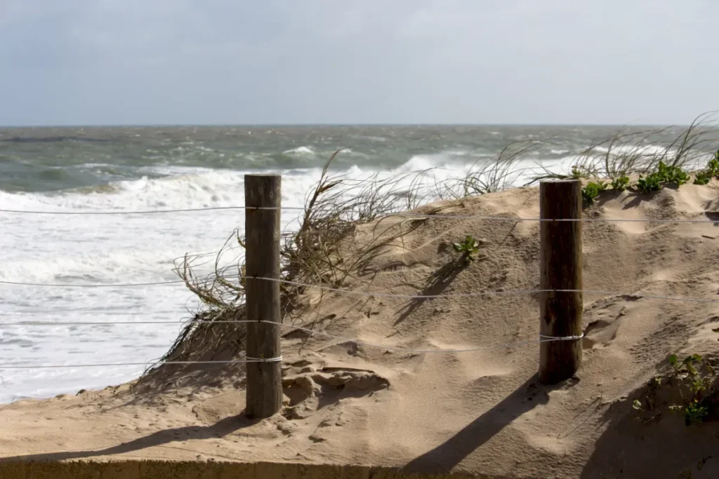 Pourquoi les plages de Gulf Shores résistent mieux à l'érosion que leurs voisines : la réponse se cache dans des milliers de sapins de Noël jetés