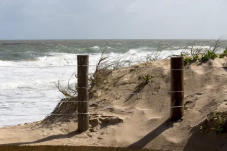 Pourquoi les plages de Gulf Shores résistent mieux à l'érosion que leurs voisines : la réponse se cache dans des milliers de sapins de Noël jetés