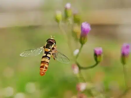 Ces fausses guêpes qui envahissent votre jardin ne piquent pas : un entomologiste explique pourquoi il ne faut surtout pas les chasser