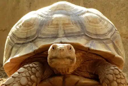 Ils ont planté des milliers d'arbres dans le Sahara sans succès : puis 500 tortues ont fait ce que personne n'attendait, et le désert reverdissait vu de l'espace