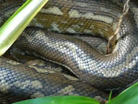 Will Smith tourne un documentaire en Amazonie et tombe sur un anaconda de 7,5 mètres : les biologistes confirment une espèce inconnue