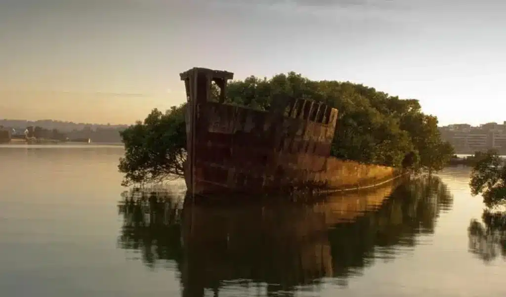 À Sydney, une épave rouillée a disparu sous une forêt de mangroves