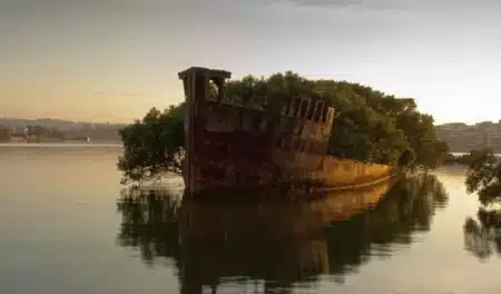 À Sydney, une épave rouillée a disparu sous une forêt de mangroves