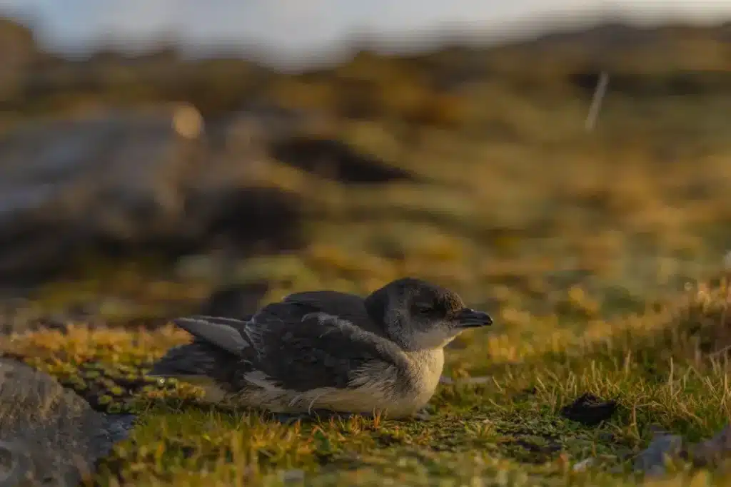 Des tonnes d'appâts largués par hélicoptère sur une île entière : deux ans plus tard, les biologistes confirment un exploit que personne n'osait espérer
