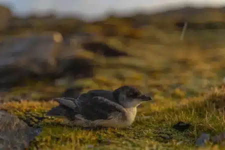 Des tonnes d'appâts largués par hélicoptère sur une île entière : deux ans plus tard, les biologistes confirment un exploit que personne n'osait espérer