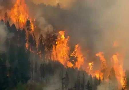 Incendies au Portugal : c'est cette plante qui a tout accélérer, elle transforme les plantations en véritable torches