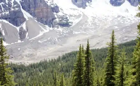 L'Italie a planté des millions de sapins pour sauver les Alpes : 90 ans plus tard, les biologistes découvrent que la biodiversité a chuté de moitié