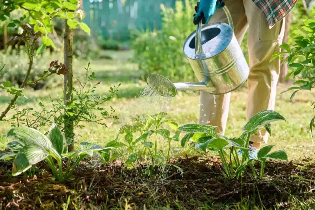 5 gestes simples pour sauver vos plantes après la canicule