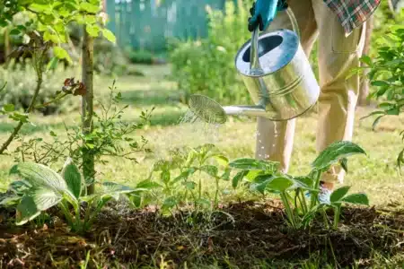 5 gestes simples pour sauver vos plantes après la canicule