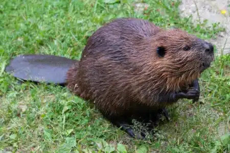 Après 400 ans d'absence, un couple de castors s'installe dans le nord de Londres : les riverains n'en reviennent pas