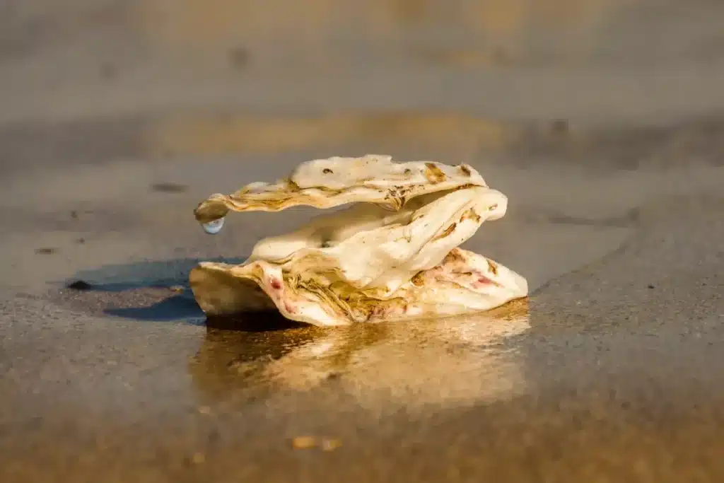 Pourquoi les Etats-Unis ont jeté près de 500 000 tonnes de coquilles d'huîtres et de palourdes dans le golfe du Mexique ?