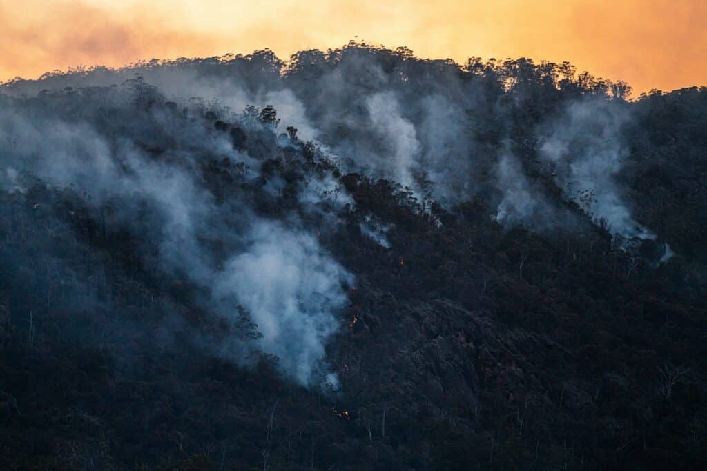Restaurer les forêts après les incendies : les entreprises appelées à accélérer leur engagement