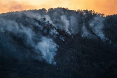 Restaurer les forêts après les incendies : les entreprises appelées à accélérer leur engagement