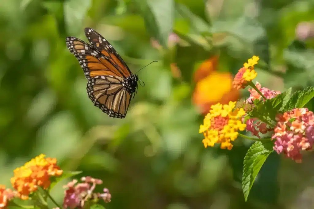 Le Mexique a protégé un million de papillons monarques en 1980 : 45 ans plus tard, les biologistes découvrent un écosystème qu'ils n'avaient jamais anticipé
