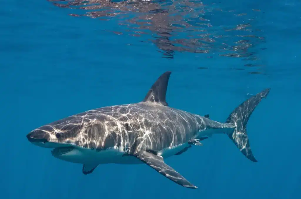 Ce requin blanc de 4 mètres et 771 kg se dirige droit vers la côte : les scientifiques de l'Atlantique ne l'avaient jamais vu aussi près