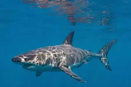 Ce requin blanc de 4 mètres et 771 kg se dirige droit vers la côte : les scientifiques de l'Atlantique ne l'avaient jamais vu aussi près