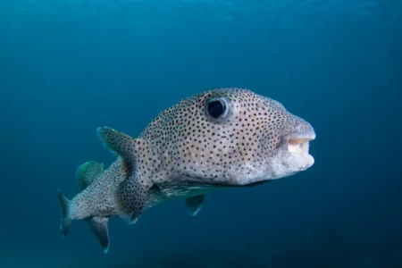 Ces poissons aux dents capables de couper le métal envahissent la Méditerranée : les pêcheurs sont désormais payés pour les capturer