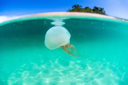 Avant d'entrer dans l'eau cet été, regardez cette carte : les méduses peuvent envahir votre plage en moins de 3 heures