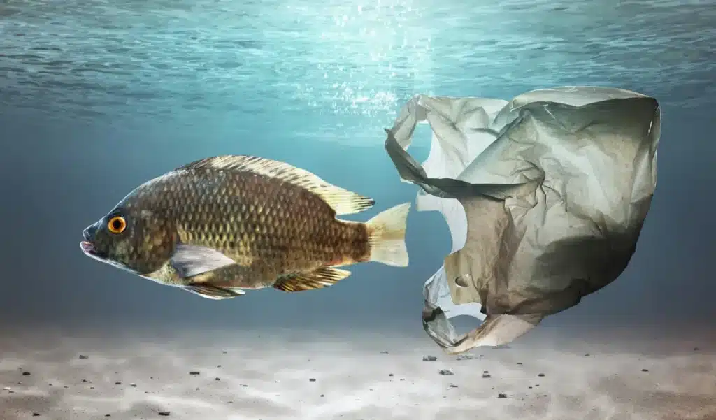 Un robot plonge à 4 000 mètres dans le Mar Argentino et filme tous les déchets posés au fond : sac plastique, cassette VHS et emballages