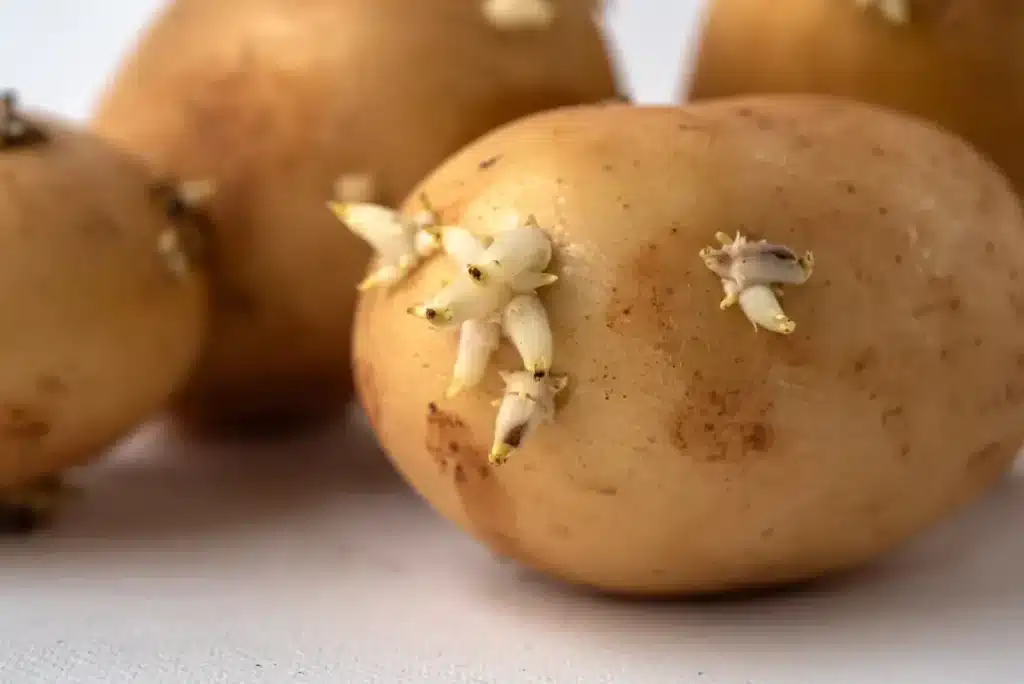 Pourquoi beaucoup de gens jettent leurs pommes de terre germées alors que les cuisiniers professionnels les utilisent encore sans hésiter
