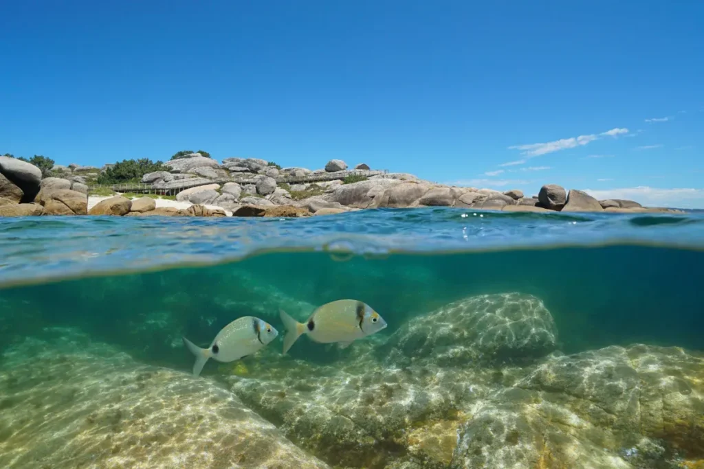 Les poissons doivent-ils boire de l'eau de mer pour survivre ?