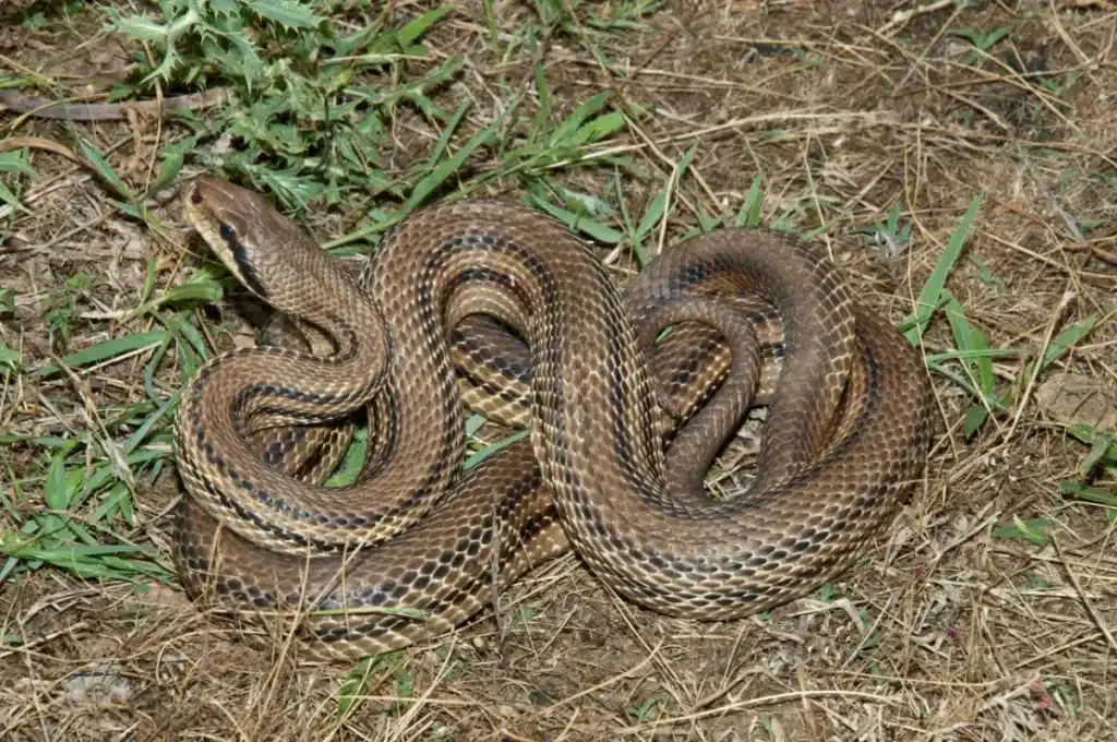 Pourquoi les serpents envahissent votre véranda dès que la canicule arrive : les 2 erreurs que tout le monde fait