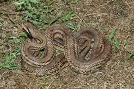Pourquoi les serpents envahissent votre véranda dès que la canicule arrive : les 2 erreurs que tout le monde fait
