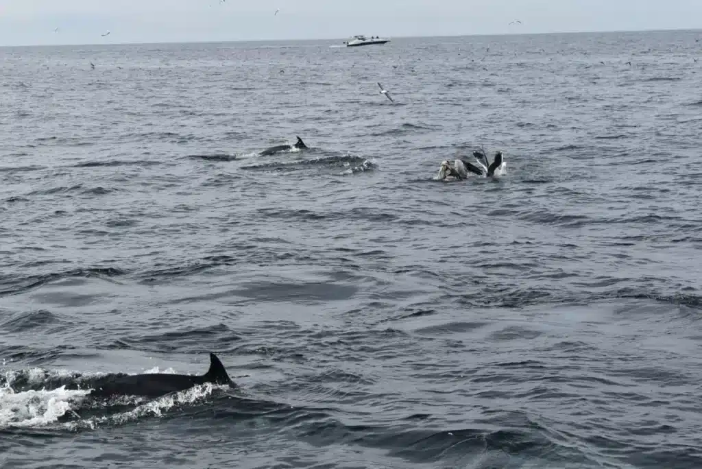Des bouteilles en plastique recyclé fixées aux filets de pêche : les dauphins les détectent et 88 % des captures accidentelles disparaissent