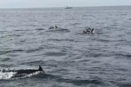 Des bouteilles en plastique recyclé fixées aux filets de pêche : les dauphins les détectent et 88 % des captures accidentelles disparaissent