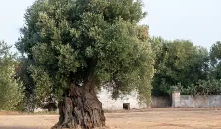 Cet olivier de 500 ans pesant six tonnes a été arraché à sa terre pour finir dans le jardin d'un chalet