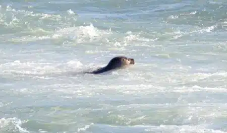 « Il semblait nous sourire » : un phoque s'installe parmi les baigneurs à Trouville, et personne n'ose bouger