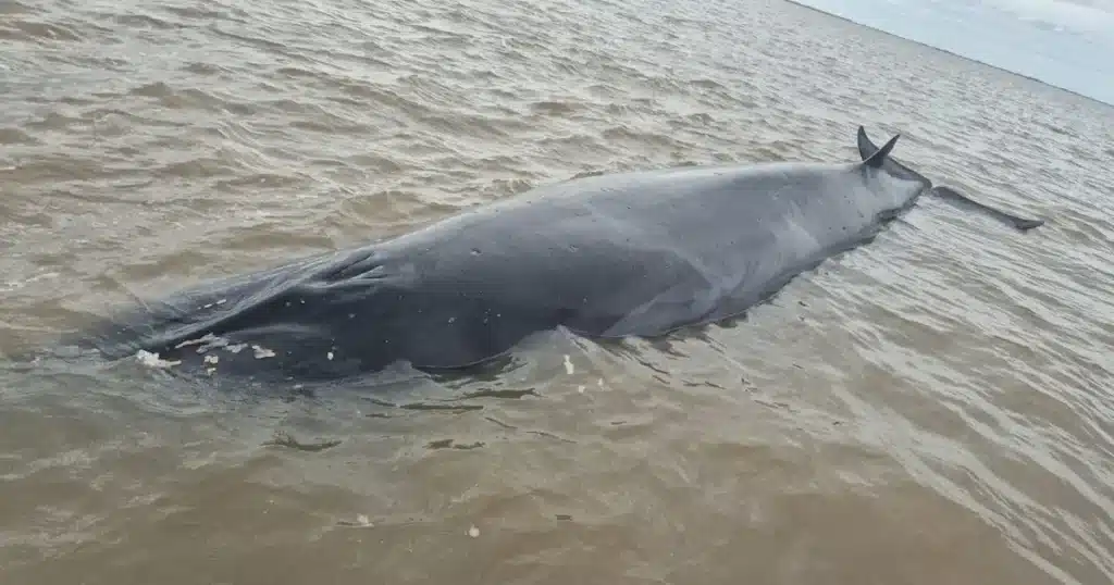 Une baleine s'échoue dans le Río de la Plata : les vétérinaires de San Isidro déploient un dispositif que personne n'avait encore tenté