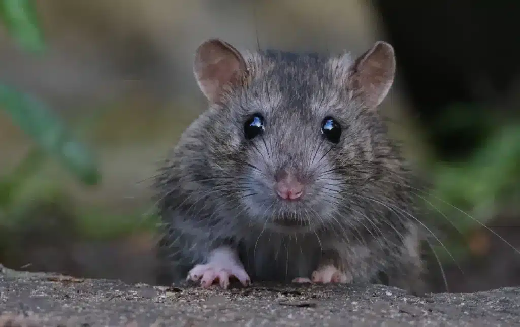 Adieu les rats et les renards : ces 3 déchets que vous jetez sans le savoir dans le compost les font revenir chez vous