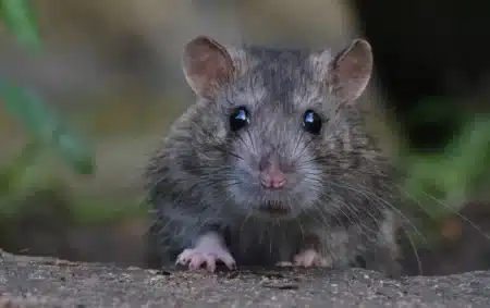Adieu les rats et les renards : ces 3 déchets que vous jetez sans le savoir dans le compost les font revenir chez vous