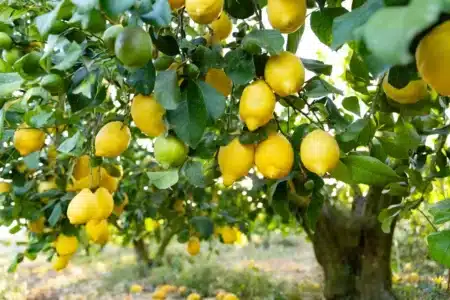 Canicule : tous les jardiniers utilisent cette astuce pour leur citronniers et ils sont sauvés de la chaleur