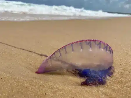 Ce n'est pas une méduse mais c'est bien pire : pourquoi les sauveteurs aquitains redoutent cette créature bleue échouée sur le sable