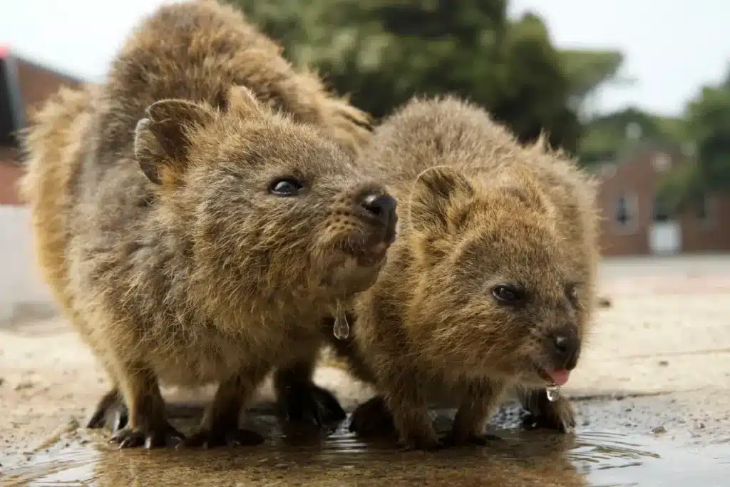 Ce petit animal australien sourit en permanence, mais les zoologistes révèlent une habitude de survie qui choque : il jette son bébé pour fuir les prédateurs