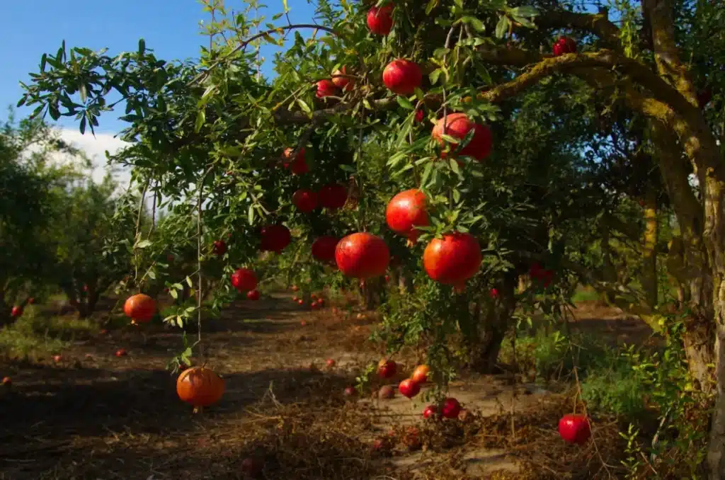 Cet arbre ne soulève pas le sol, produit des fruits en été et résiste à la sécheresse : les pépiniéristes le recommandent pour votre jardin