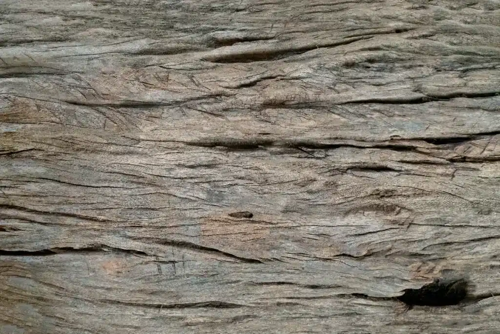 Des archéologues découvrent une structure en bois vieille de 476 000 ans : elle a été construite bien avant l'apparition d'Homo sapiens