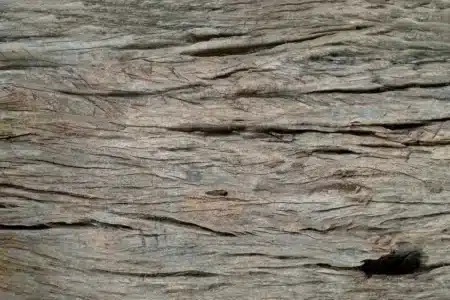 Des archéologues découvrent une structure en bois vieille de 476 000 ans : elle a été construite bien avant l'apparition d'Homo sapiens