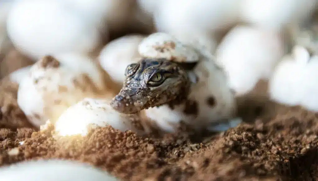 Des œufs de crocodile ont éclos en pleine Drôme à cause de la canicule : les vétérinaires n'avaient jamais vu ça en France