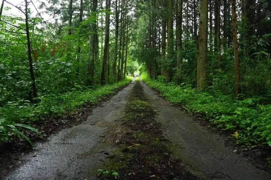 Des pistes bétonnées en pleine forêt de Chambaran n'ont vu aucun vacancier en 10 ans : les millions d'argent public dépensés dans le vide